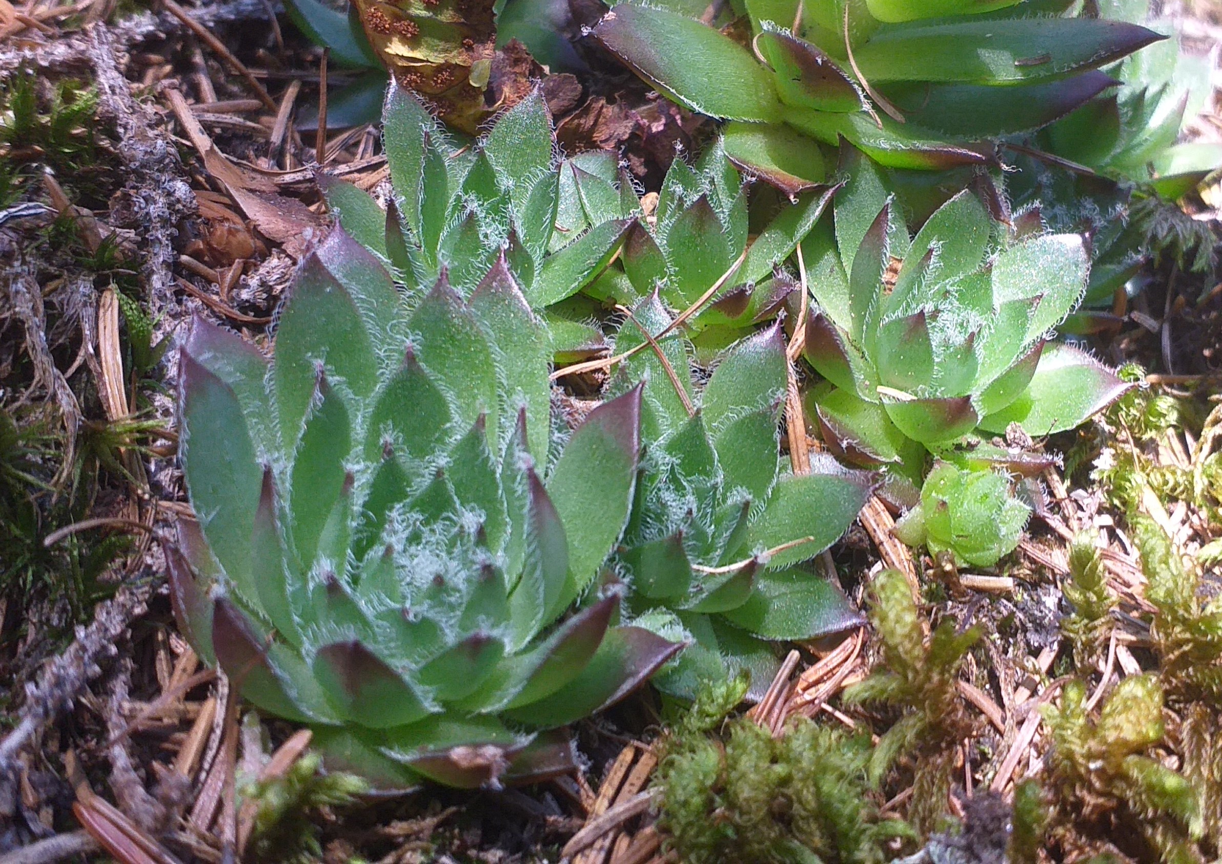 S. x fauconnetii from Piburger See