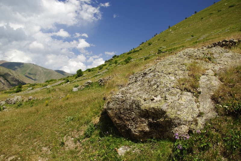 sp. from Olgunlar, SW