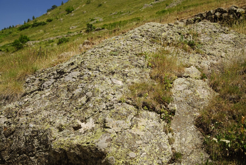 sp. from Olgunlar, SW