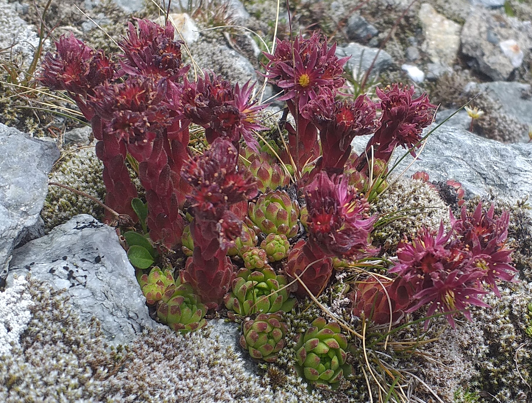 montanum from Rettenbachtal