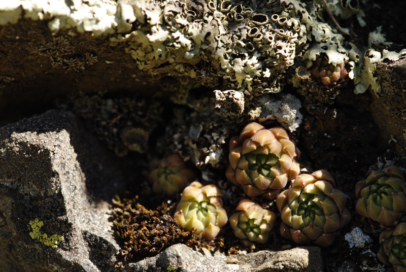 herfriedianum from Yaylalar, 4 km O