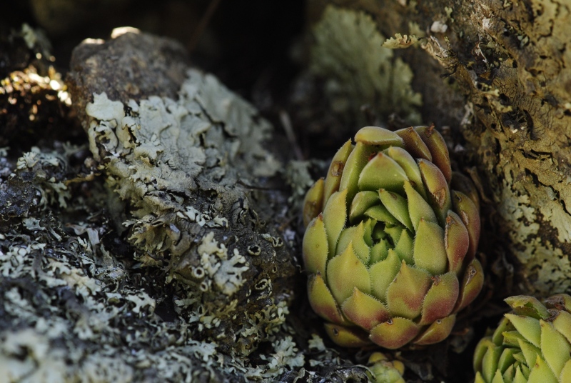 herfriedianum from Yaylalar, 4 km O