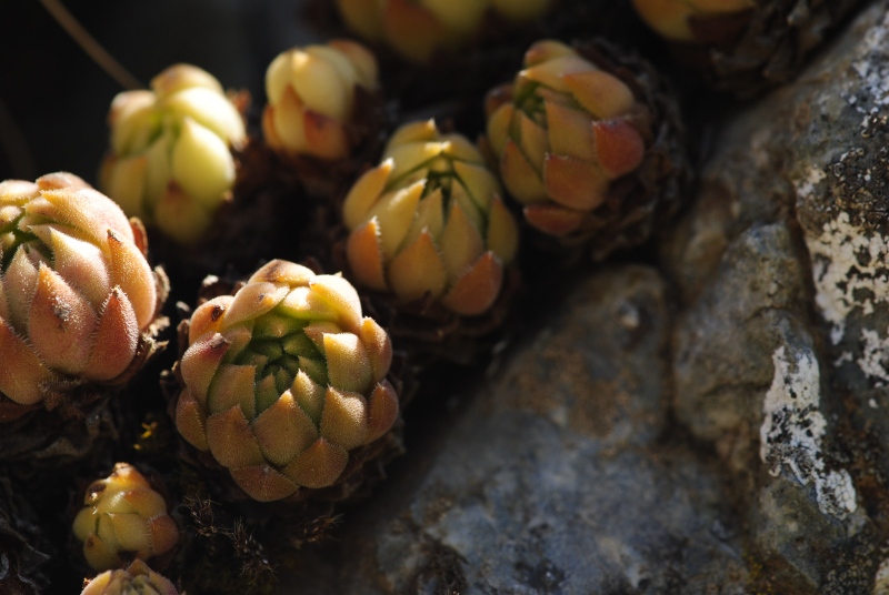 herfriedianum from Yaylalar, 4 km O