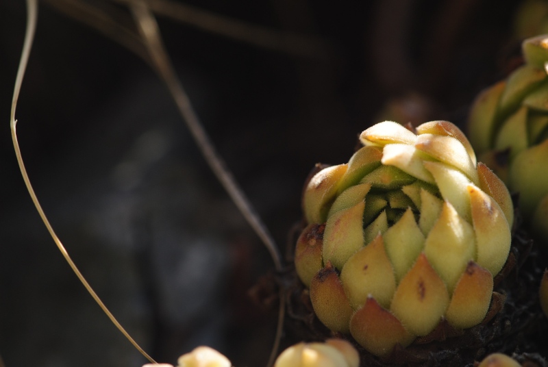 herfriedianum from Yaylalar, 4 km O