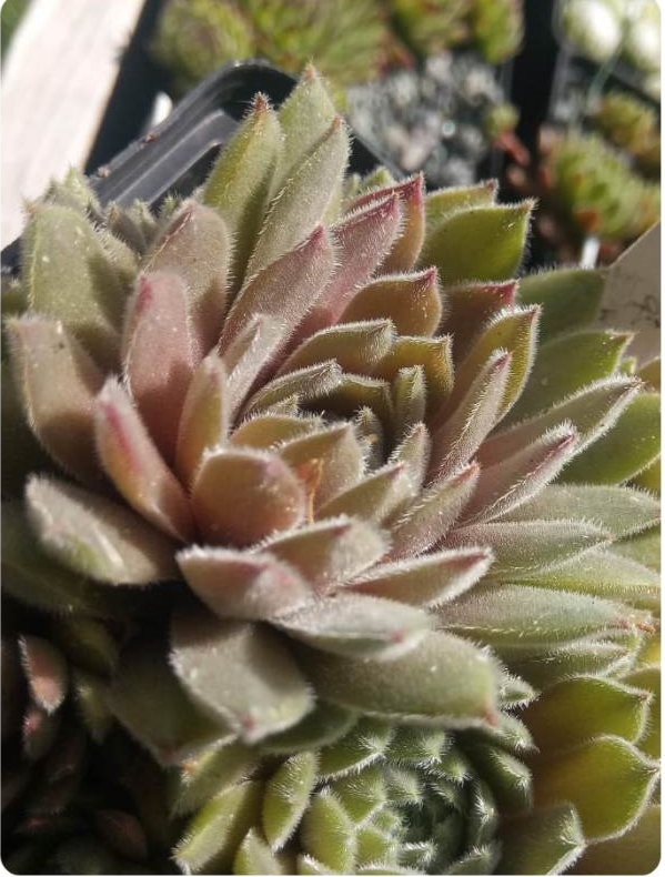Mamamia