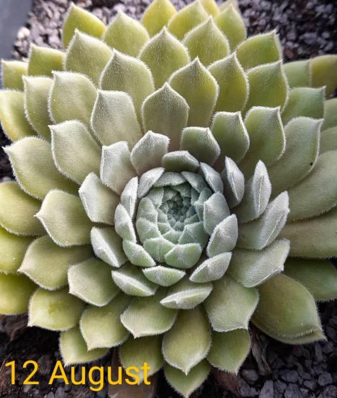 Mamamia