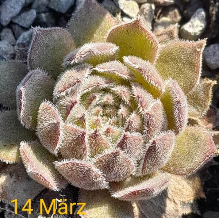 Mamamia