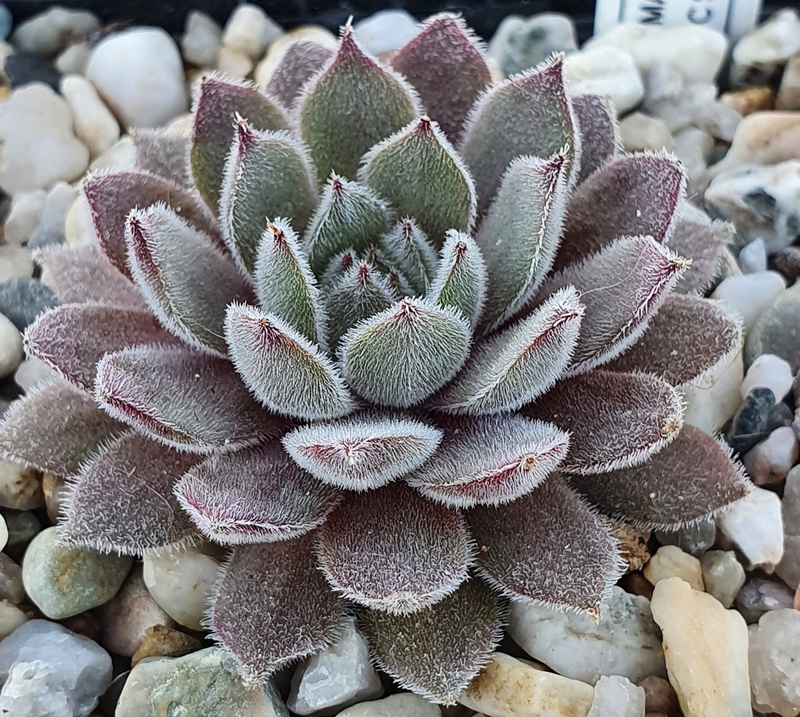 Mamamia