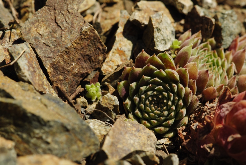 herfriedianum from Yaylalar, 7 km NO