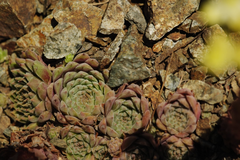herfriedianum from Yaylalar, 7 km NO
