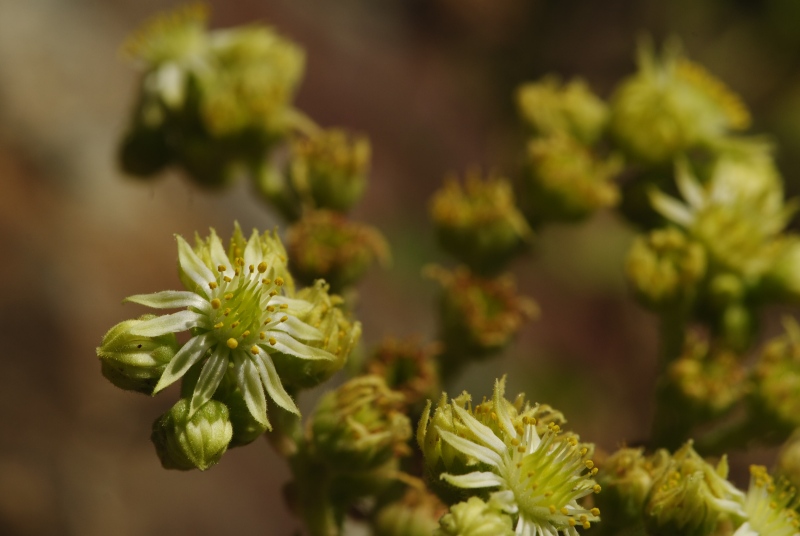 herfriedianum from Yaylalar, 7 km NO