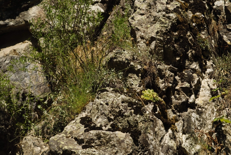 herfriedianum from Barhal, 3,5 km SW