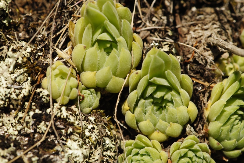 herfriedianum from Barhal, 3,5 km SW