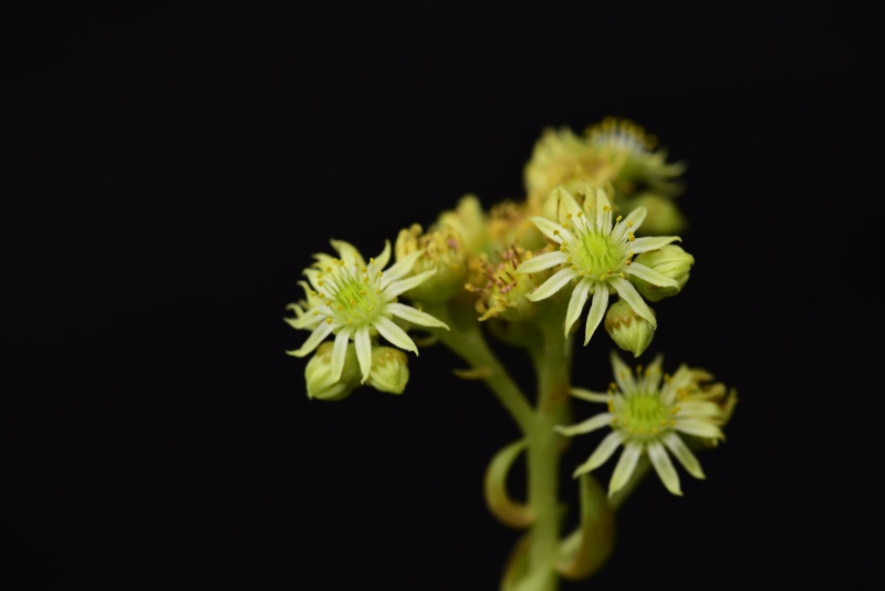 herfriedianum from Barhal, 3,5 km SW
