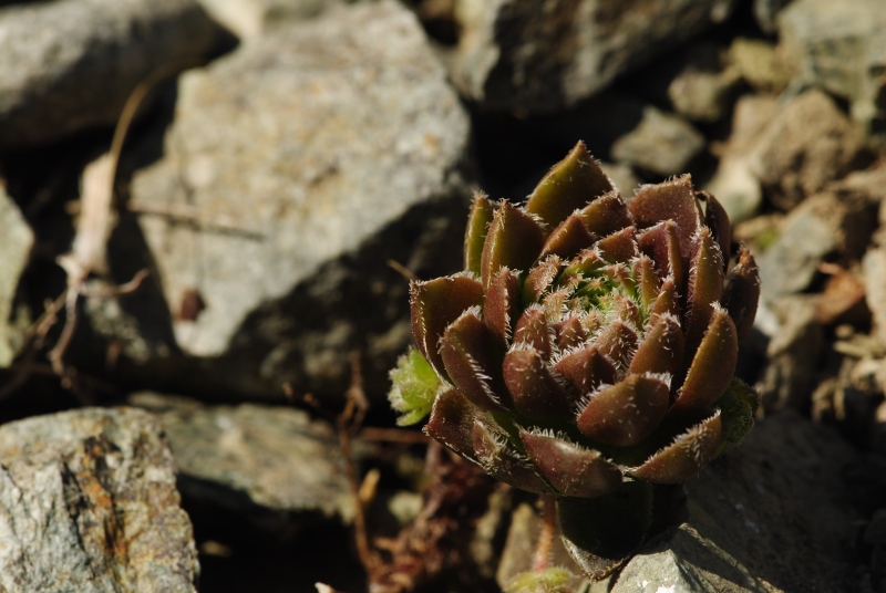 davisii x S. staintonii from Hamamli, 4km SW