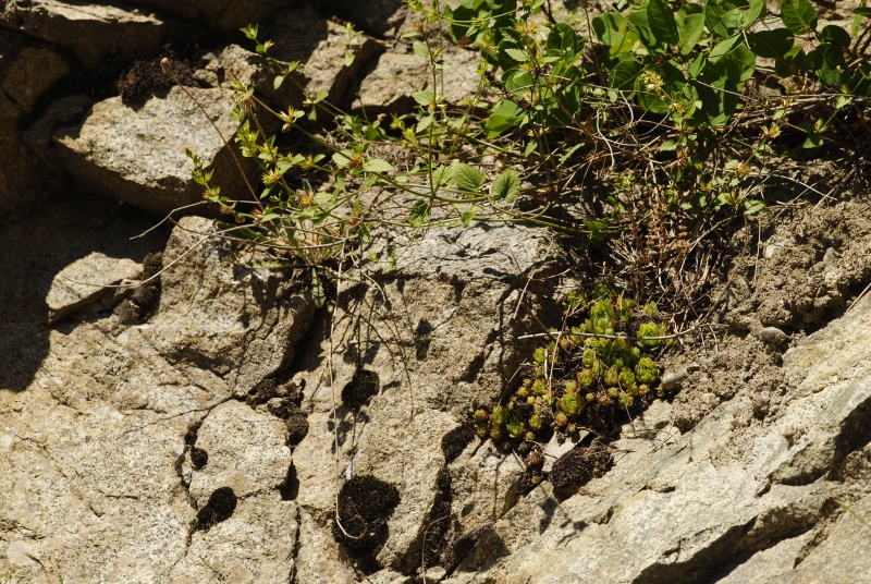 herfriedianum x S. staintonii cf. from Barhal, 5,5 km NO