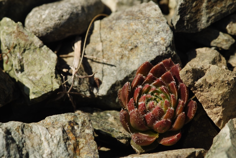 davisii x S. staintonii from Hamamli, 4km SW