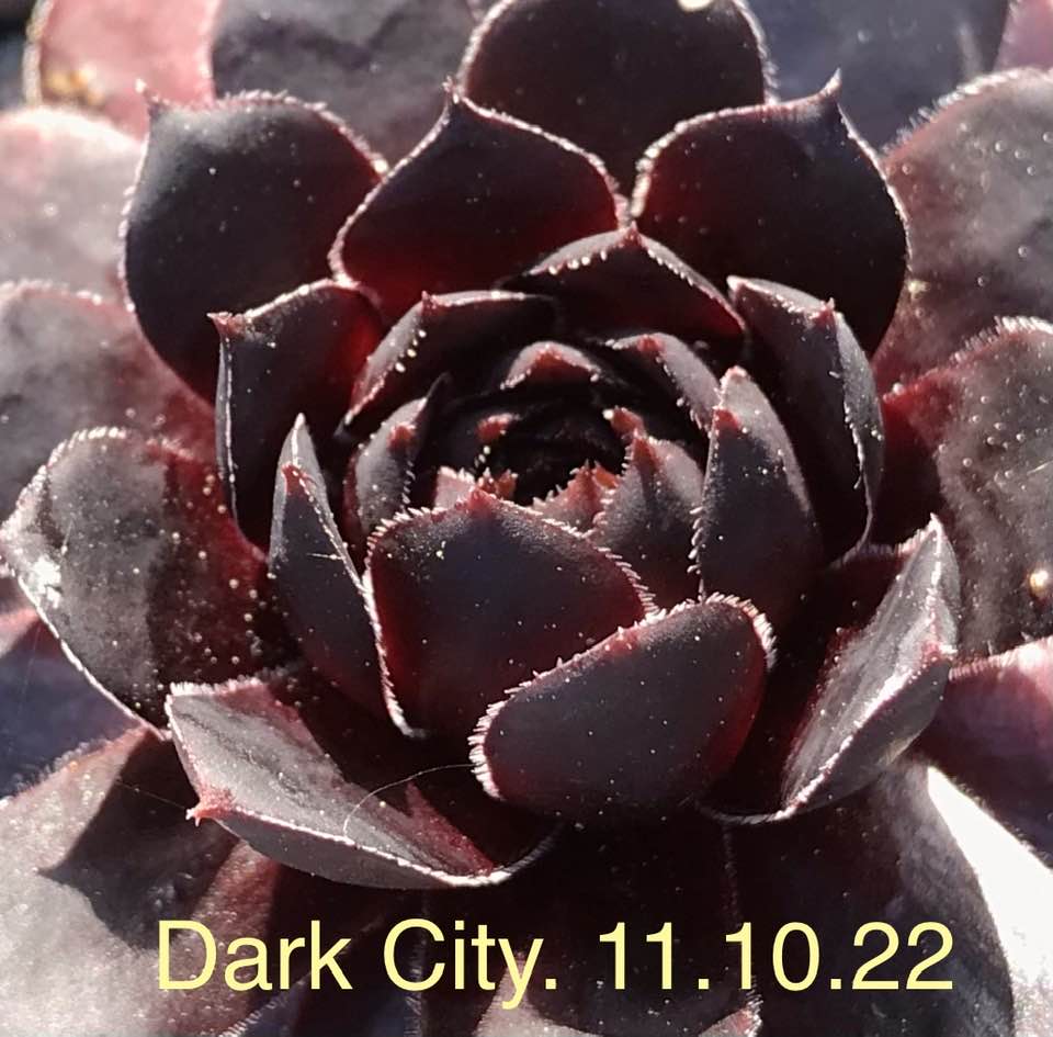 Dark City