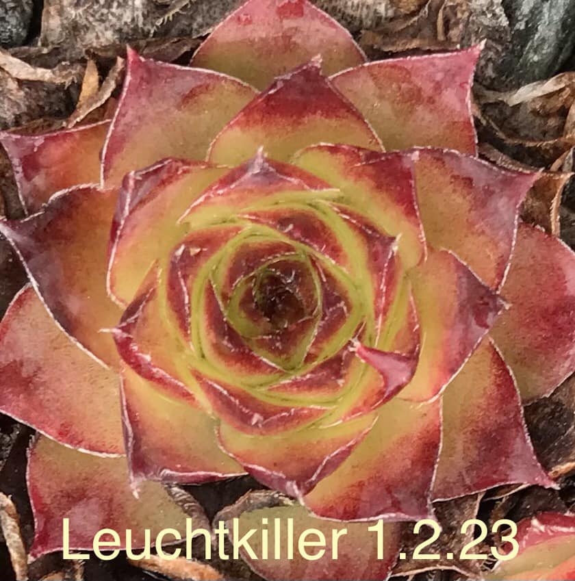 Leuchtkiller
