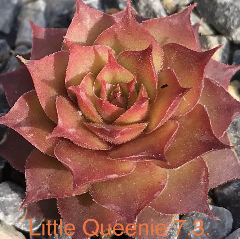 Little Queenie