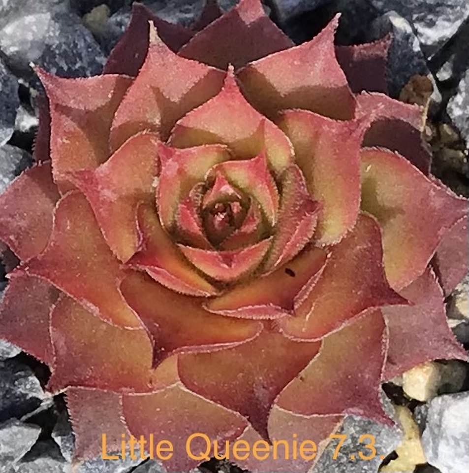 Little Queenie