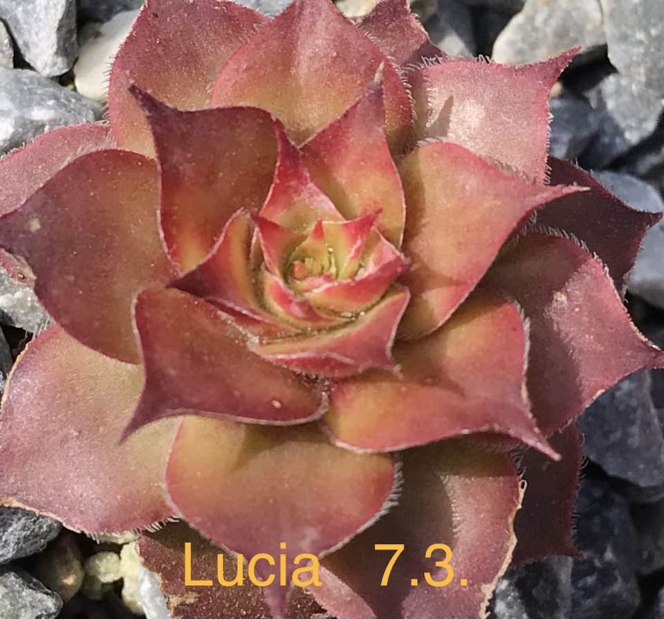 Lucia