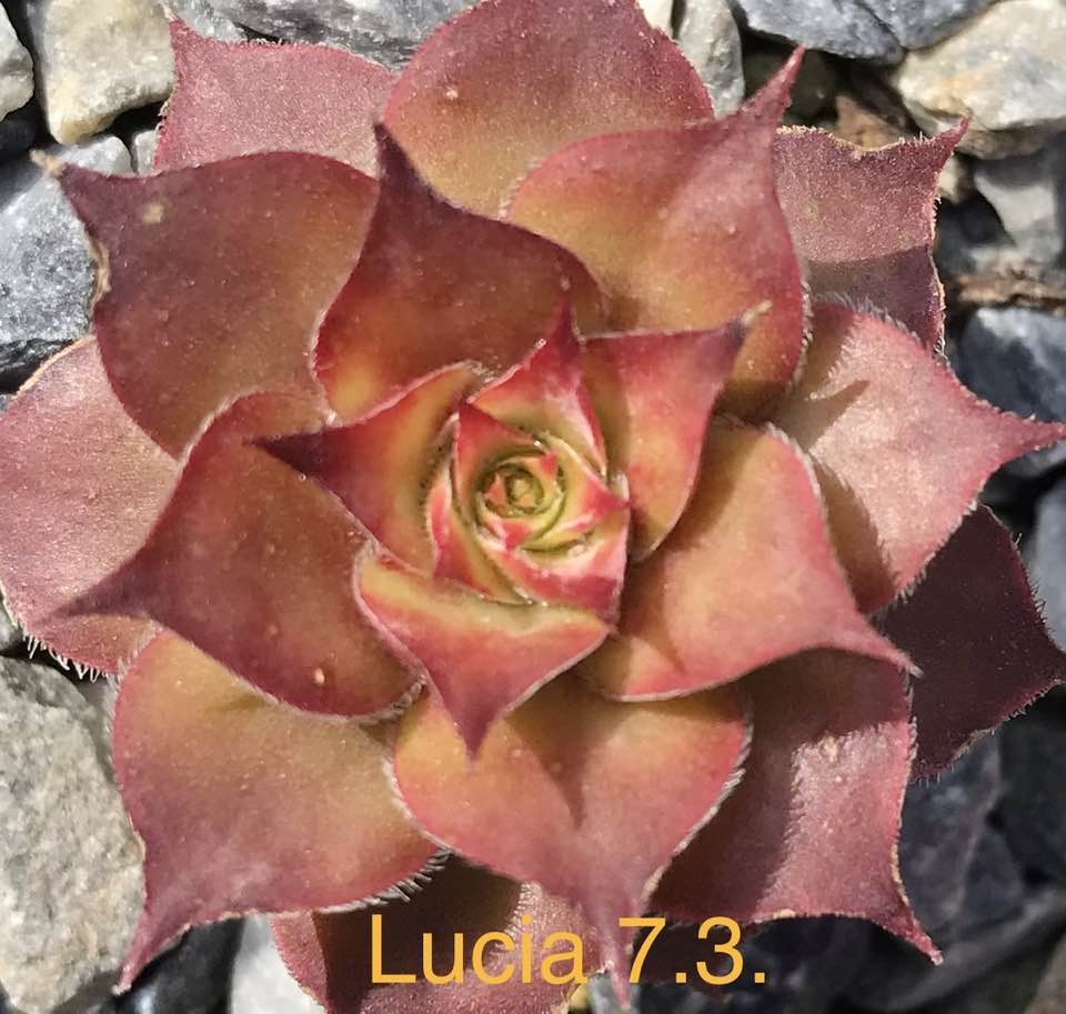Lucia