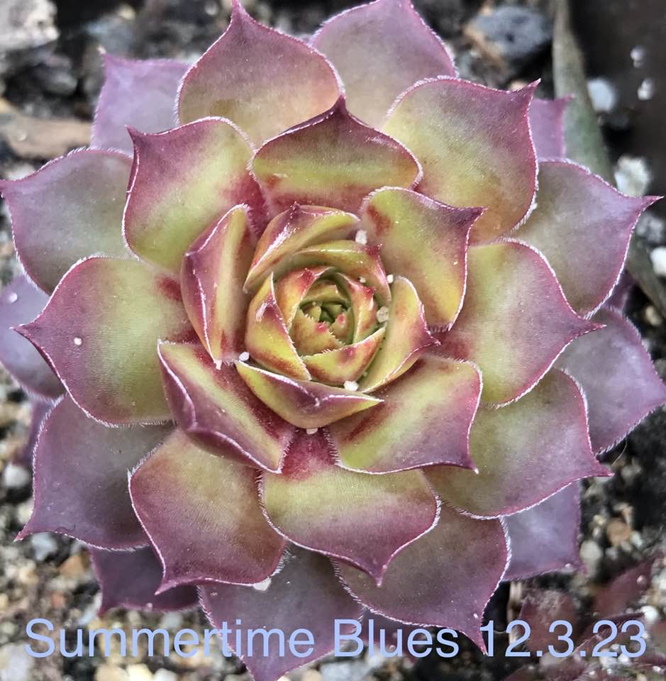 Summertime Blues