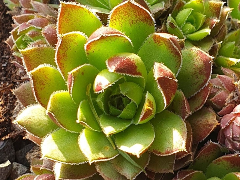 Atropurpureum / Jovi