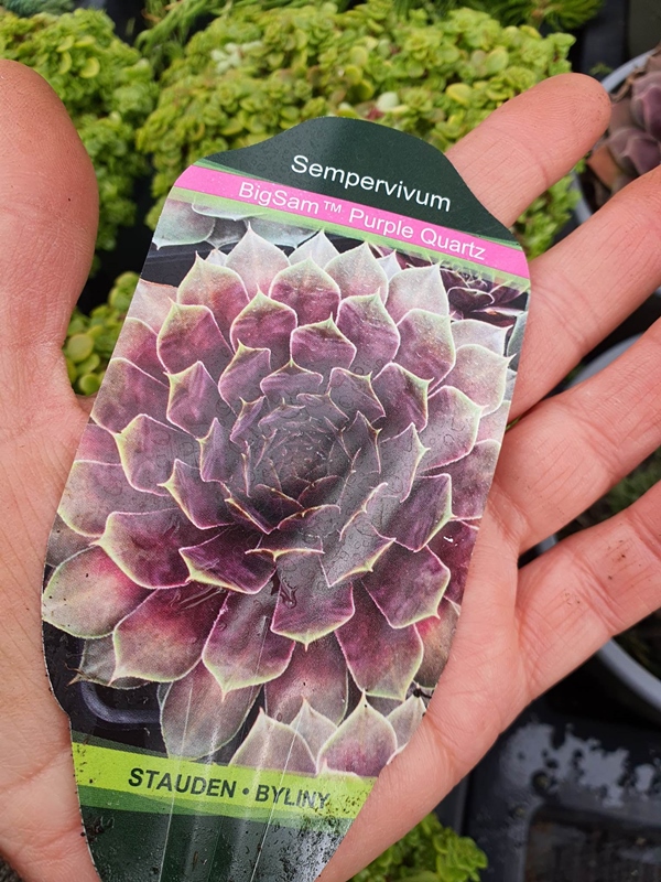 BigSam™ Purple Quartz