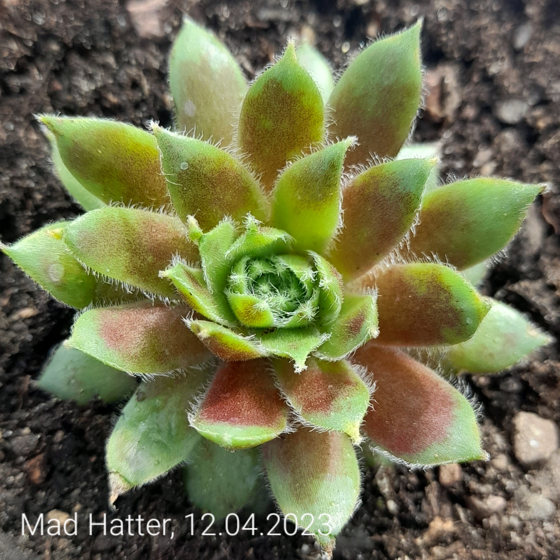 Mad Hatter 