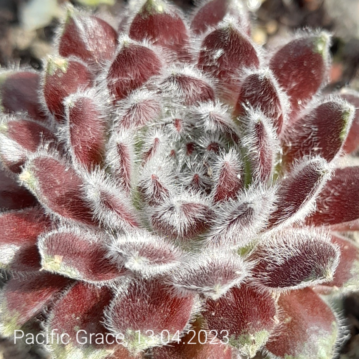 Pacific Grace