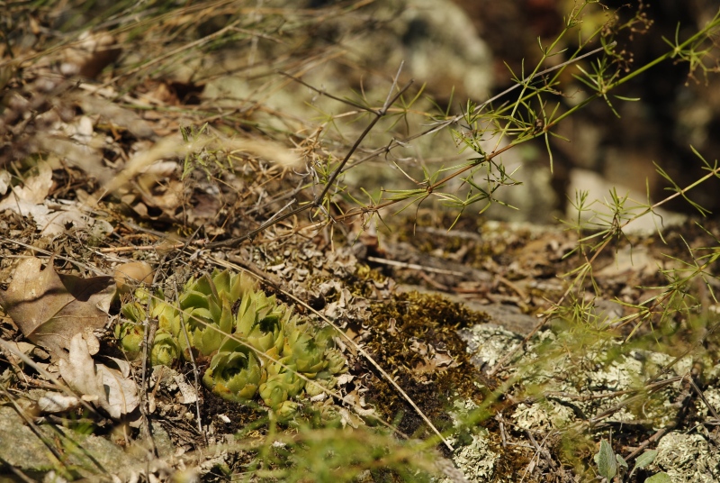 davisii x S. staintonii cf. from Hamamli, SW Rand