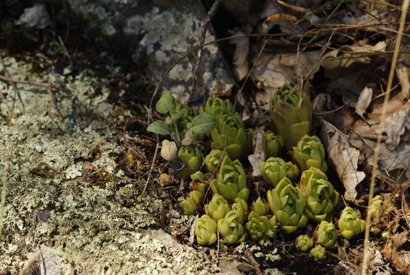 davisii x S. staintonii cf. from Hamamli, SW Rand