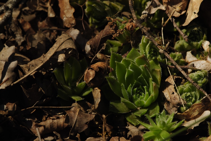 davisii x S. staintonii cf. from Hamamli, SW Rand