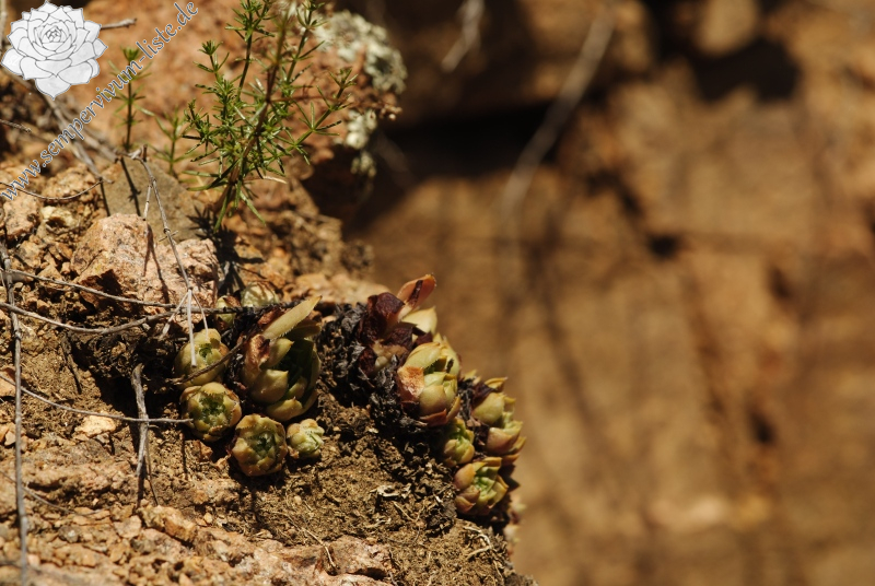 staintonii from Kloster Porta, SW