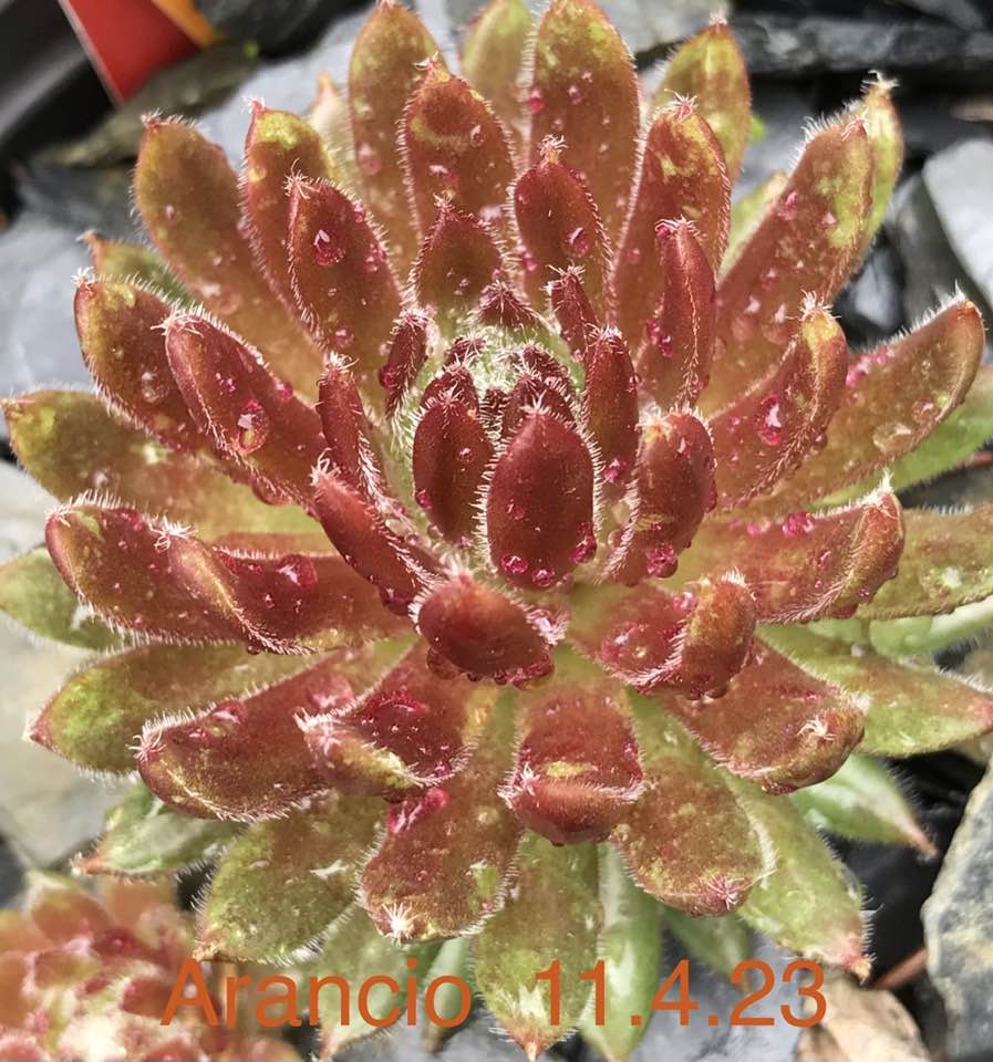 Arancio
