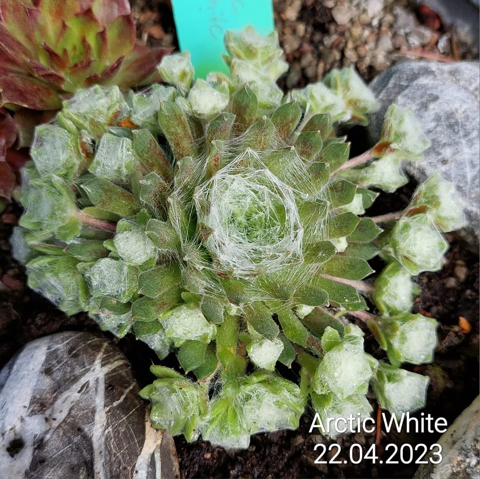 Arctic White