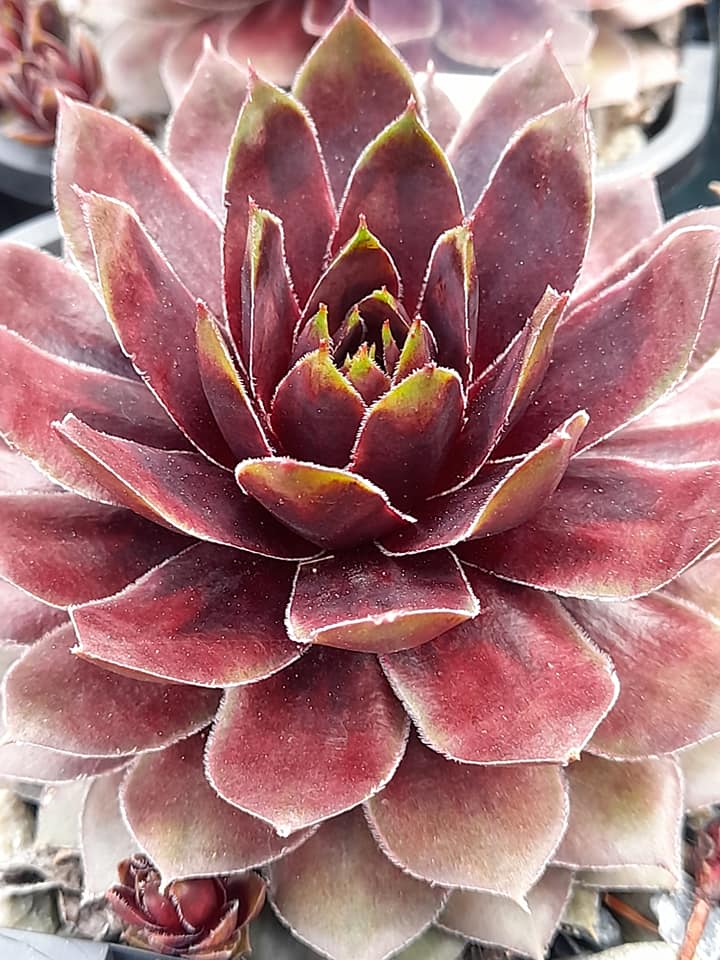 Camella