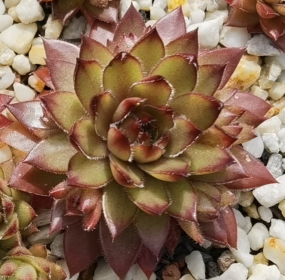 Coco de Mer