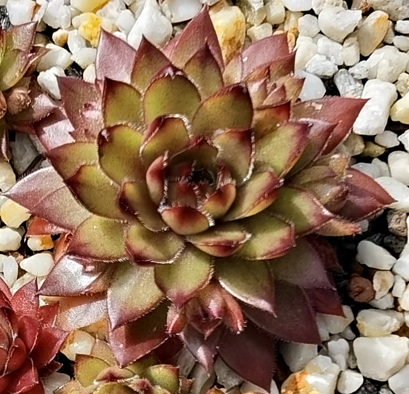 Coco de Mer