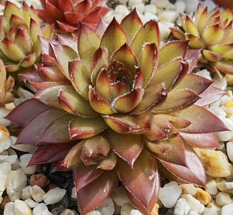 Coco de Mer