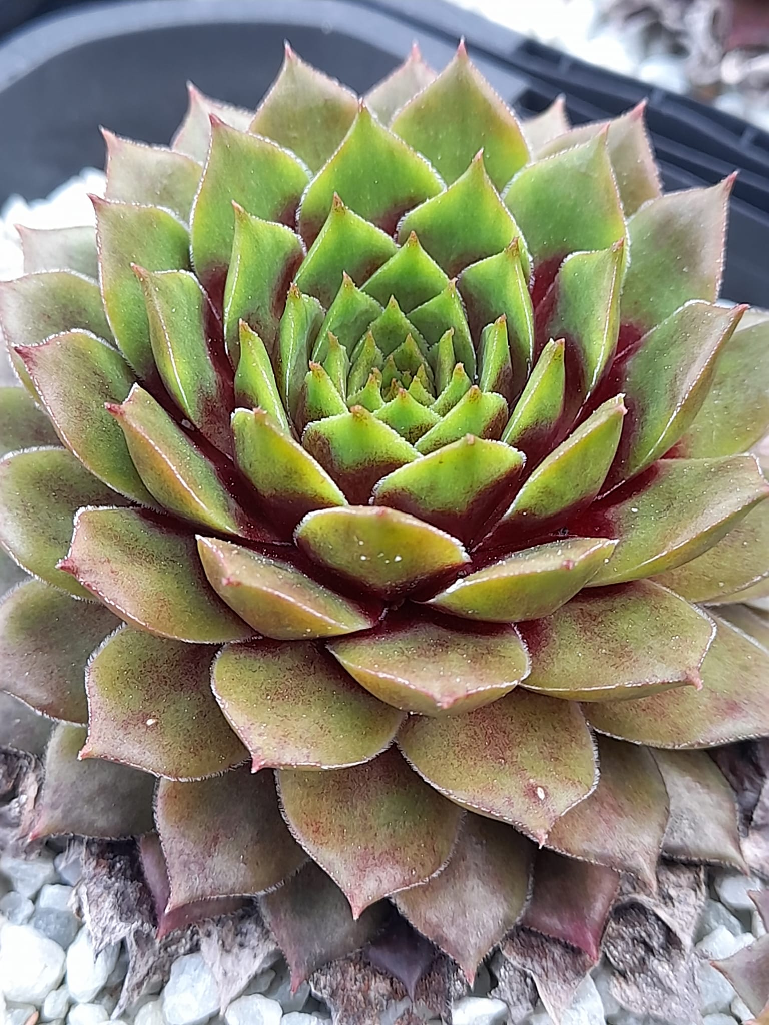 Coral Beauty 