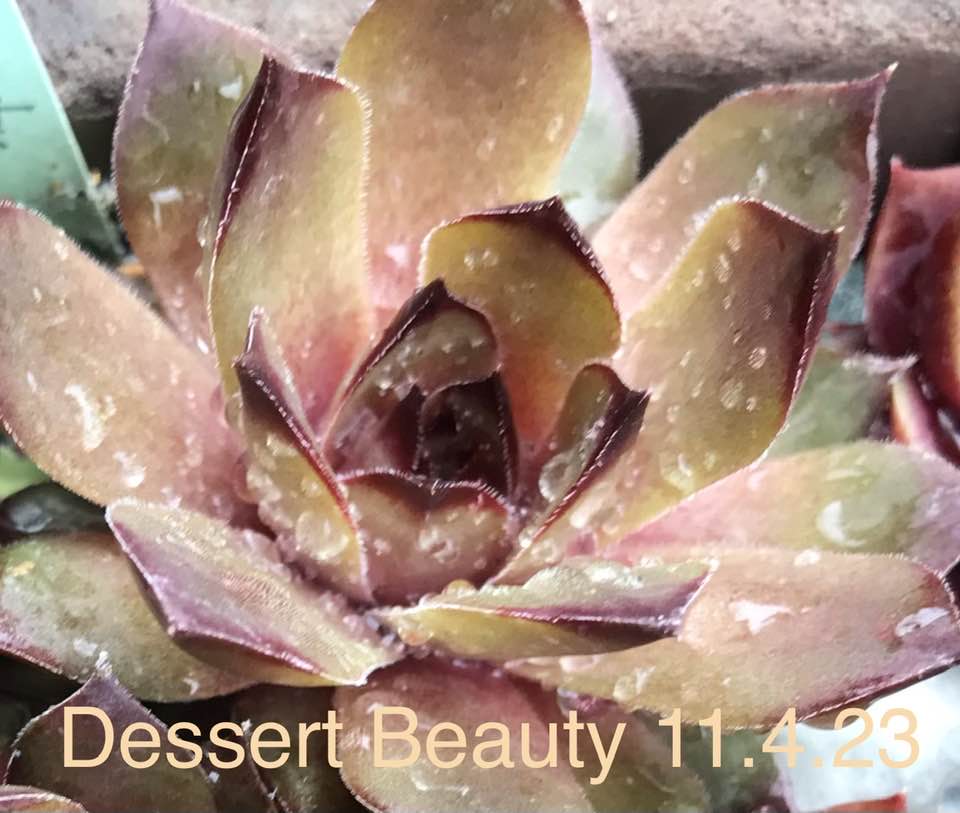 Dessert Beauty