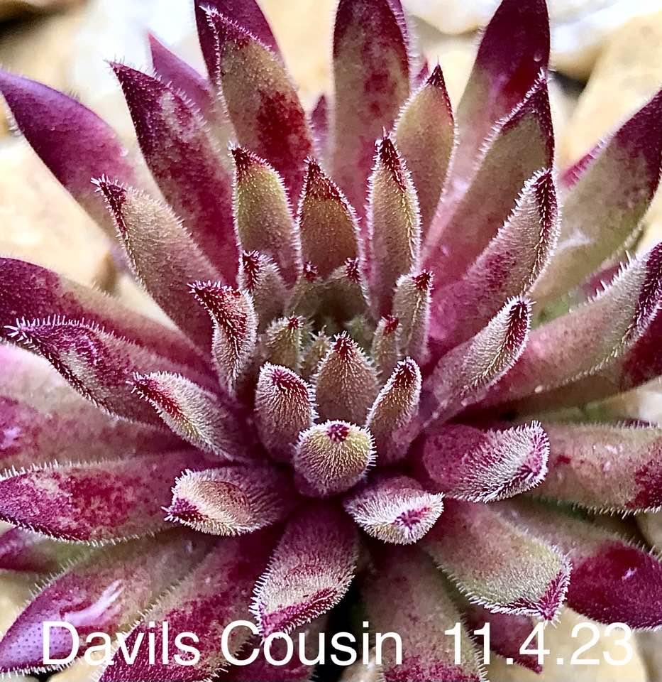 Devils Cousin