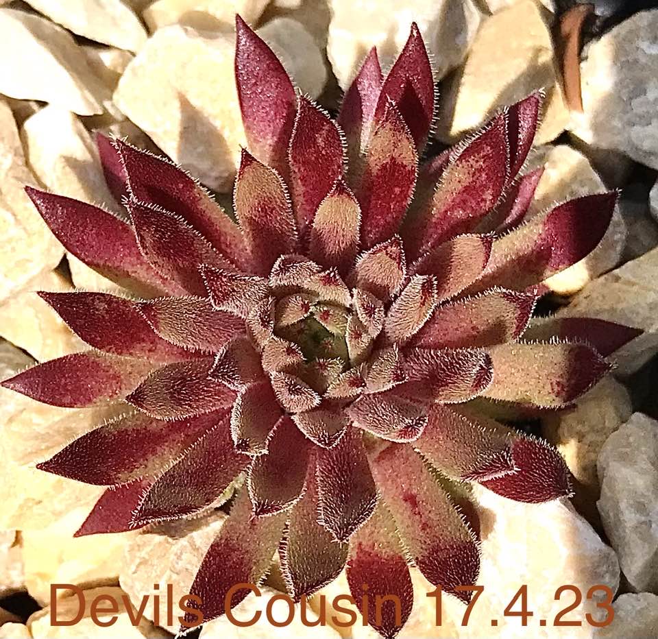 Devils Cousin