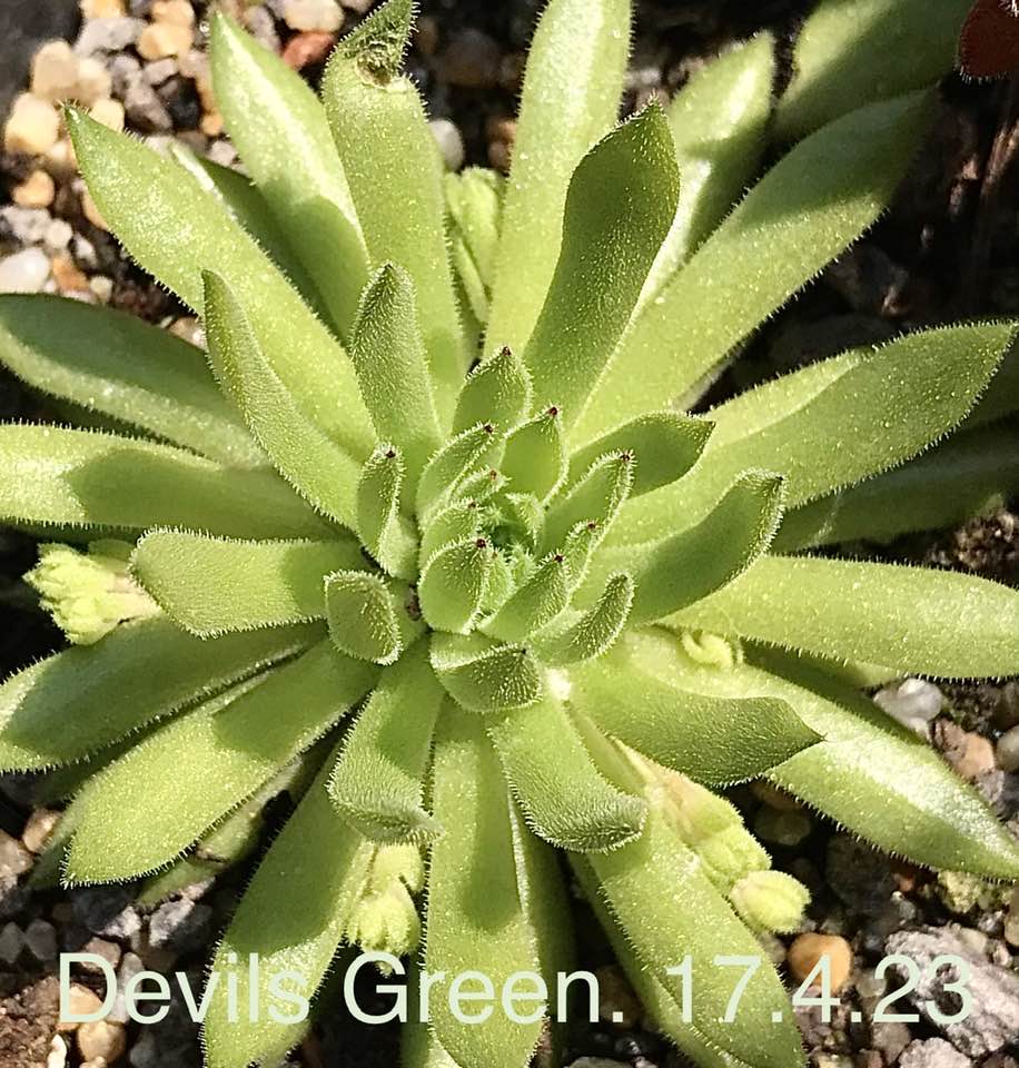 Devils Green