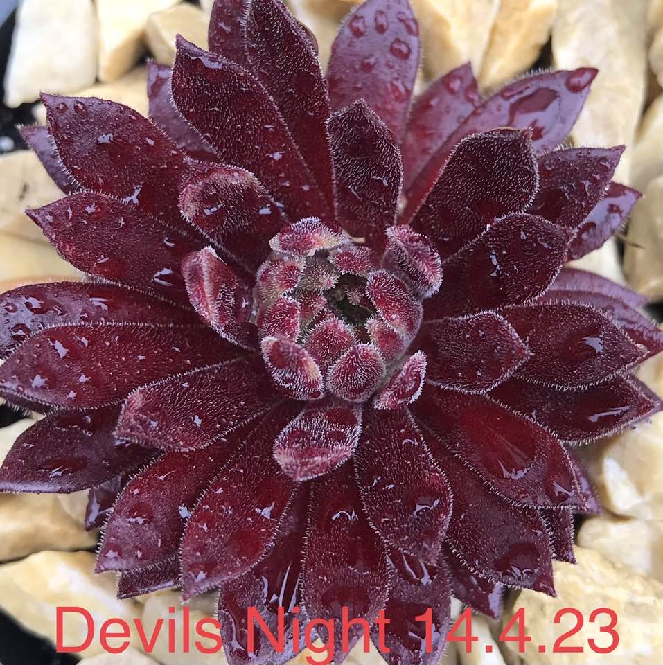 Devils Night