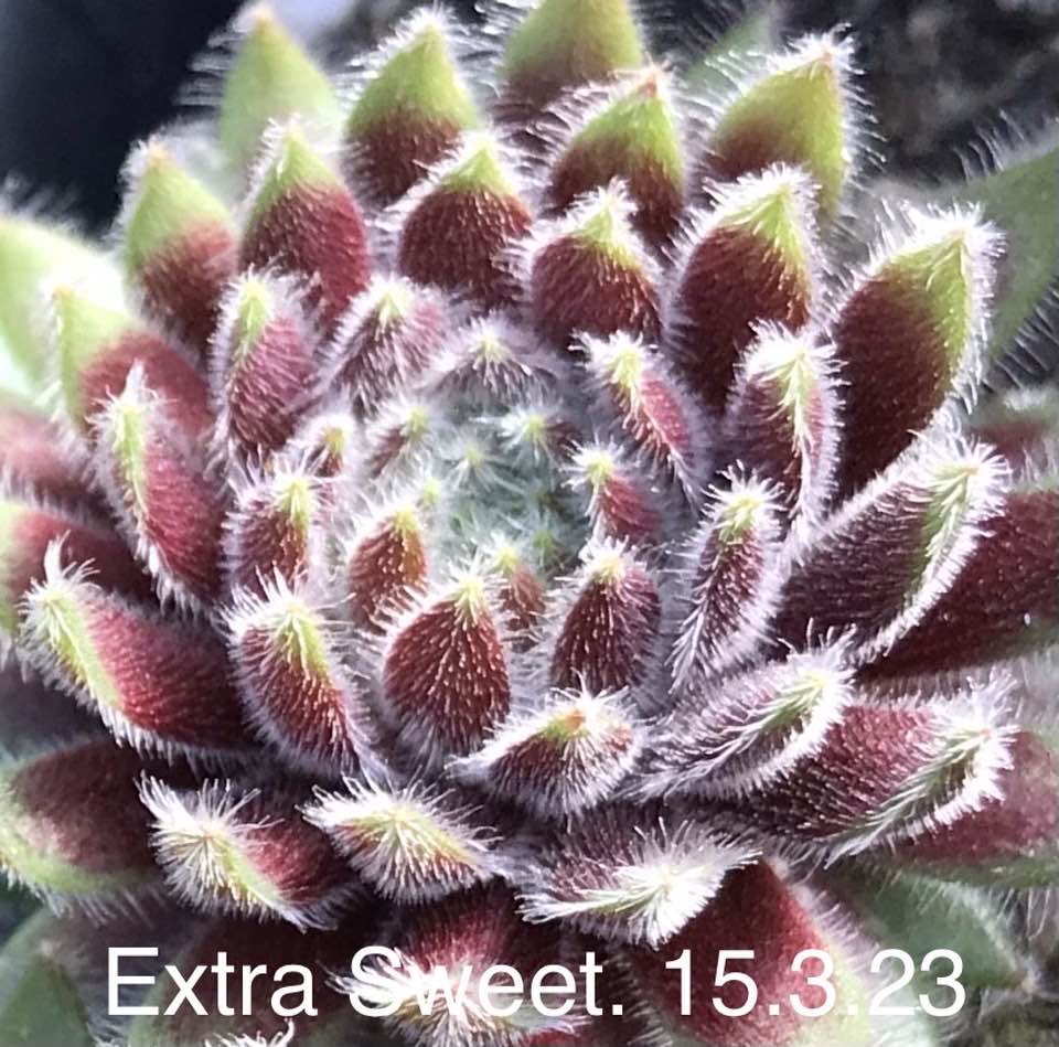 Extra Sweet