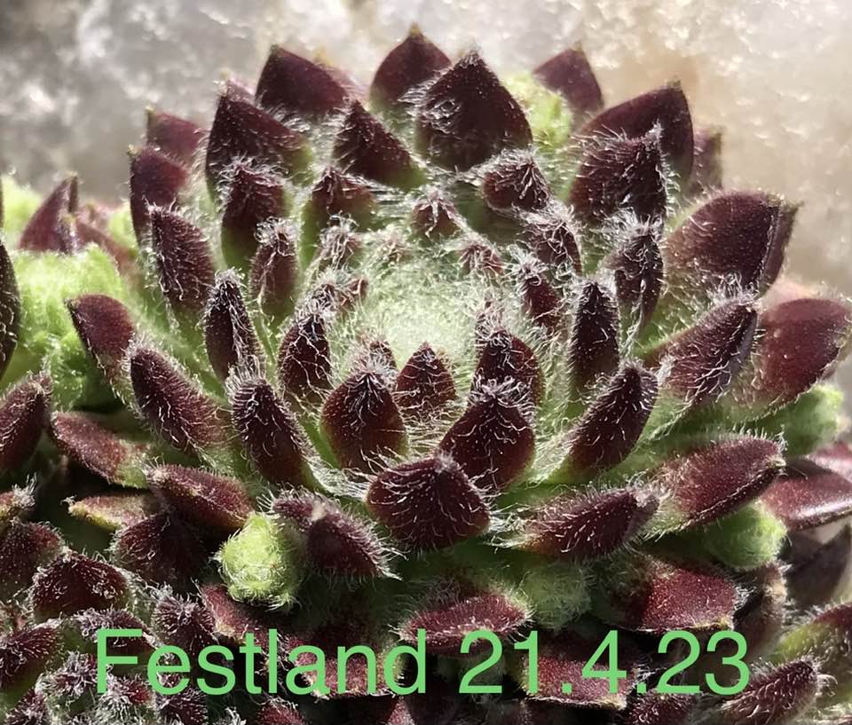 Festland